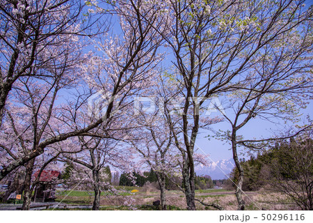 岩手県 雫石町 長山の弘法桜 小さな祠 雪の岩手山 岩手県 雫石町 長山の弘法桜 小さな祠 雪の岩手山 50296116