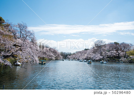 井の頭公園の桜 50296480