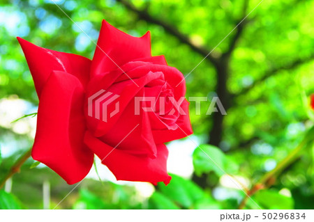 バラの花 バラの花 50296834