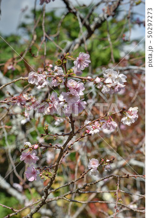 実光院の十月桜 50297273