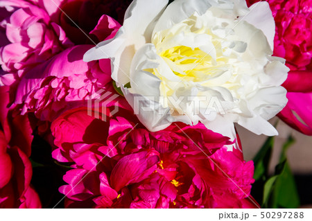 Bouquet of beautiful flowers of peonies close-up Bouquet of beautiful flowers of peonies close-up 50297288