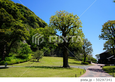 仙厳園 鹿児島県 仙厳園 鹿児島県 50297341