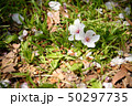 草の上に落ちた桜 50297735
