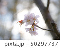 柔らかい雰囲気のサクラ 50297737