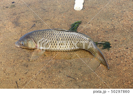淡水魚:鯉:75センチ:淀川での釣果:大阪府枚方市 淡水魚:鯉:75センチ:淀川での釣果:大阪府枚方市 50297860