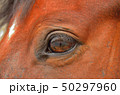 馬の瞳に映るもの 50297960