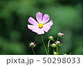 クローズアップコスモス 50298033