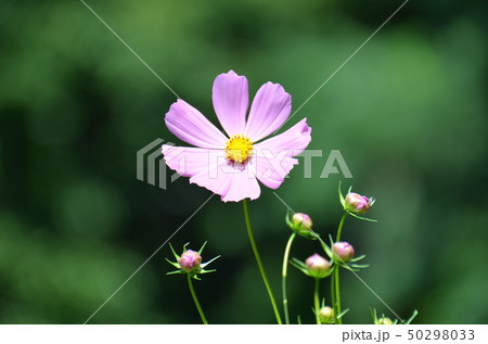 クローズアップコスモス 50298033