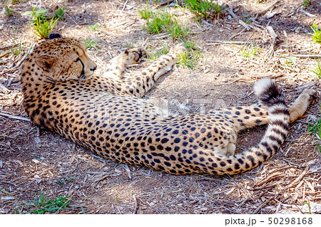 A Cheetah Lying At Rest A Cheetah Lying At Rest 50298168