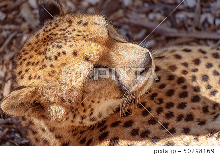 A Cheetah Up Close And Personal 50298169