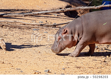 Close Up Of A Hippo Walking 50298203