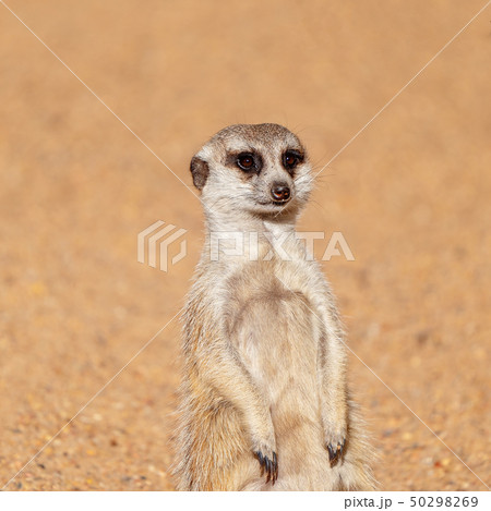 A Meekat Having A Look Around 50298269