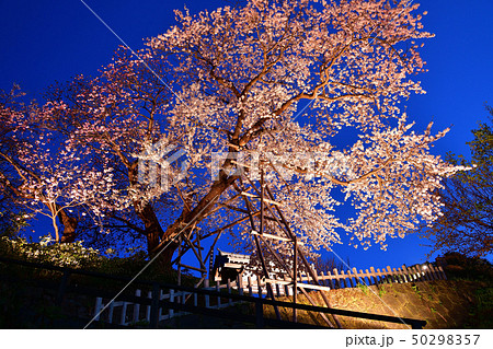 北海道松前町松前城公園のライトアップされた桜の日の出前の風景を撮影 北海道松前町松前城公園のライトアップされた桜の日の出前の風景を撮影 50298357
