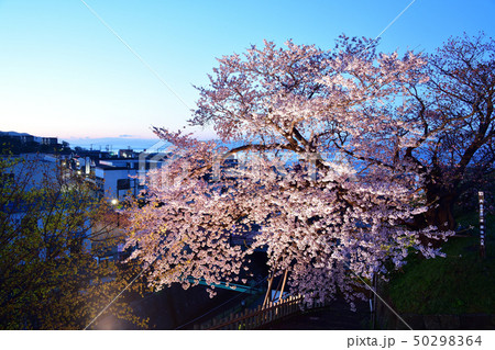 北海道松前町松前城公園のライトアップされた桜の日の出前の風景を撮影 50298364