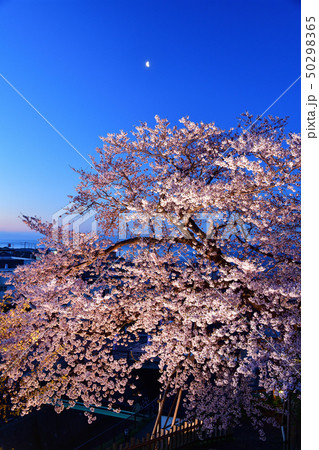 北海道松前町松前城公園のライトアップされた桜の日の出前の風景を撮影 50298365
