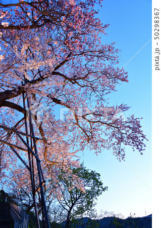 北海道松前町松前城公園のライトアップされた桜の日の出前の風景を撮影 50298367