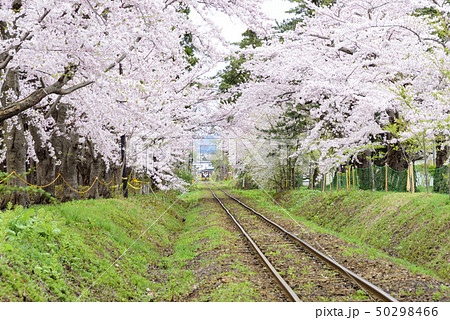 満開の桜のトンネルを進む津軽鉄道（青森県五所川原市） 50298466