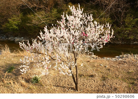 山梨県大月市笹子の笹子川沿いの山里に春の訪れを告げる満開の桜 山梨県大月市笹子の笹子川沿いの山里に春の訪れを告げる満開の桜 50298606