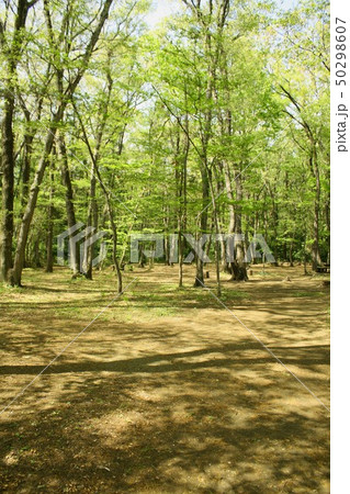 相模原市西大沼に残る緑豊かな相模原中央緑地、木もれびの森の自然公園 50298607