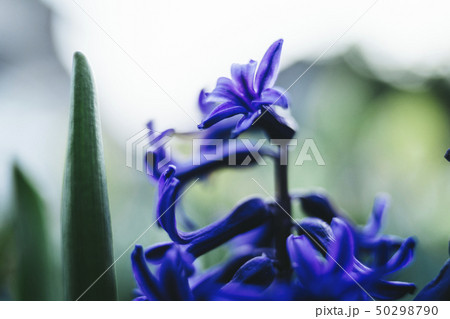 紫の花 紫の花 50298790