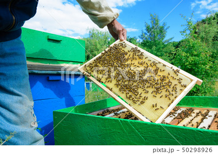 The beekeeper examines bees in honeycombs. In the 50298926
