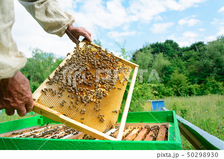 The beekeeper examines bees in honeycombs. In the 50298930