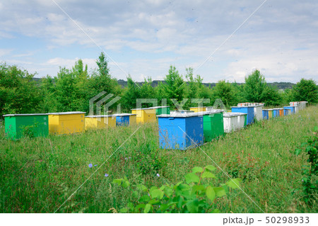 Bee hive boxes. The apiary is located on the edge Bee hive boxes. The apiary is located on the edge 50298933