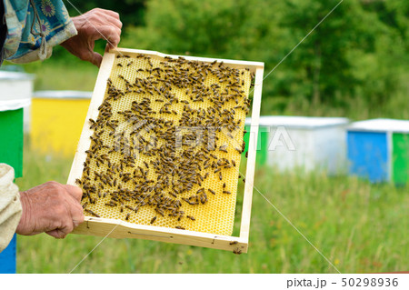 The beekeeper examines bees in honeycombs. In the The beekeeper examines bees in honeycombs. In the 50298936