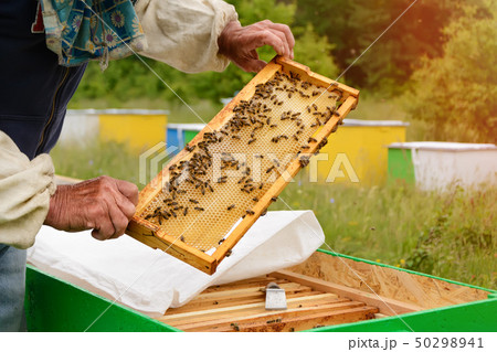The beekeeper examines bees in honeycombs. In the 50298941