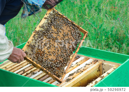 The beekeeper examines bees in honeycombs. In the 50298972