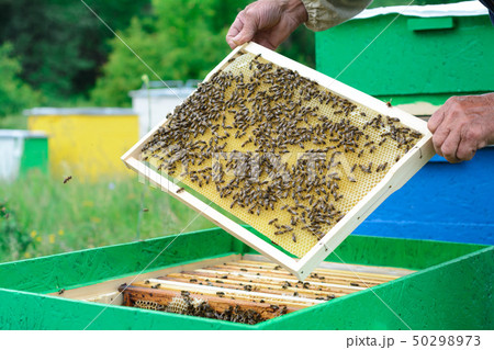 The beekeeper examines bees in honeycombs. In the 50298973