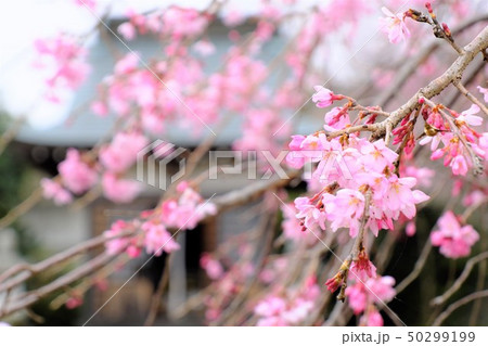 秦野白泉寺の枝垂れ桜 50299199