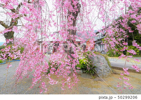 秦野白泉寺の枝垂れ桜 50299206