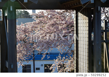 北海道松前町松前城公園で満開の桜と城郭の朝の風景を撮影 北海道松前町松前城公園で満開の桜と城郭の朝の風景を撮影 50299252