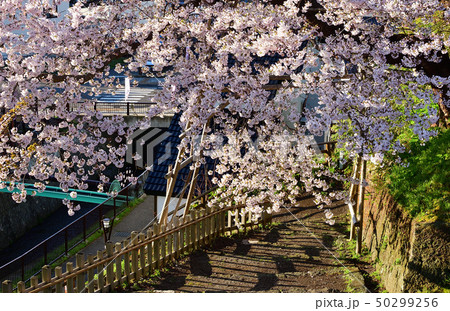 北海道松前町松前城公園で満開の桜と城郭の朝の風景を撮影 北海道松前町松前城公園で満開の桜と城郭の朝の風景を撮影 50299256