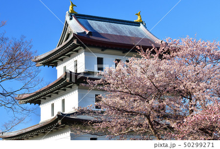 北海道松前町松前城公園で満開の桜と城郭の朝の風景を撮影 50299271