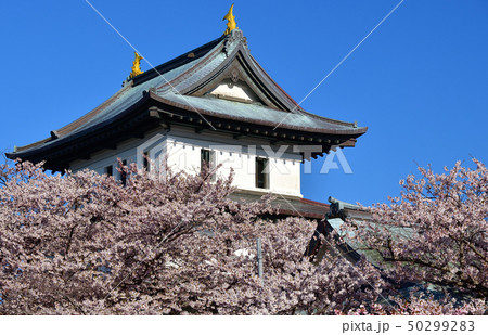 北海道松前町松前城公園で満開の桜と城郭の朝の風景を撮影 北海道松前町松前城公園で満開の桜と城郭の朝の風景を撮影 50299283
