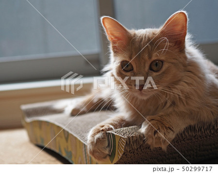 猫のアップ 猫のアップ 50299717