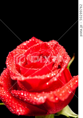 Close up image of colorful red rose over black background 50299762