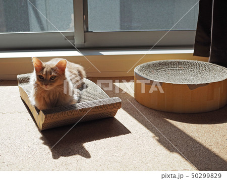 特等席に座るねこ 50299829