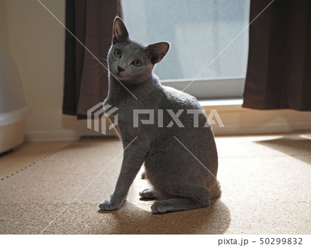 おすわりする猫 おすわりする猫 50299832