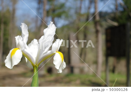 花 50300126