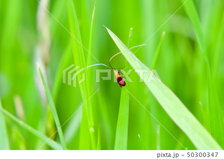 クロハネシロヒゲナガ 50300347