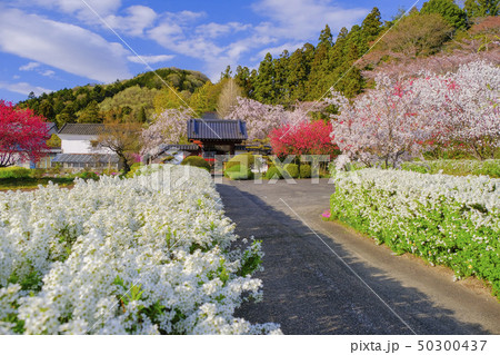 花盛りの参道 花盛りの参道 50300437