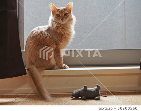 窓辺に猫 窓辺に猫 50300560