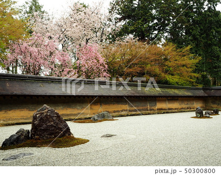 春の石庭 龍安寺 春の石庭 龍安寺 50300800