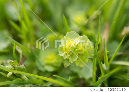 ヤマネコノメソウ 50301119