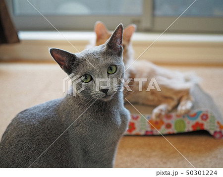 カメラ目線を決める猫 カメラ目線を決める猫 50301224