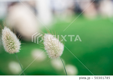 ラグラス ラグラス 50301785