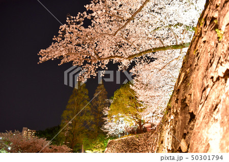 夜の小倉城桜まつり 福岡県北九州市 の写真素材